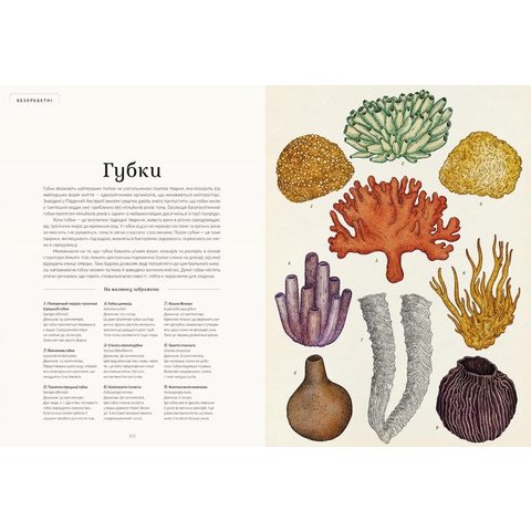 Книга "Анімаліум" - Брум Дженни Превью 2